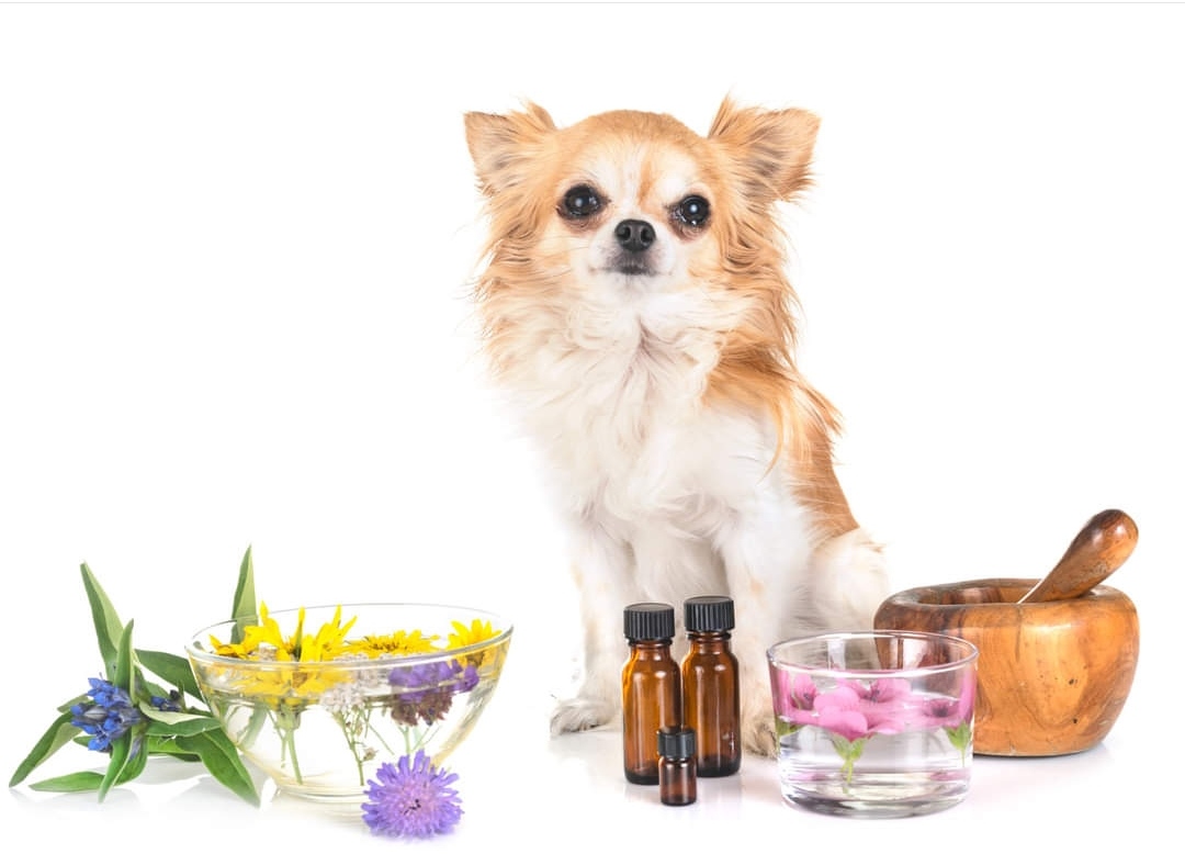 Les séances de naturopathie animale